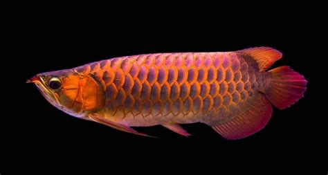 Red Arowana Care Guide: A Fishkeeper's Crown Jewel? | Fishkeeping World