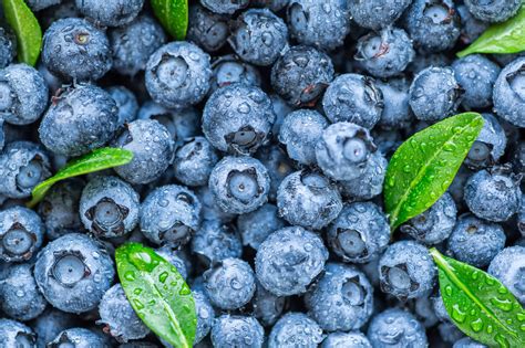 Blaues Obst: 6 gesunde Sorten (mit Bildern) - foodwissen.de