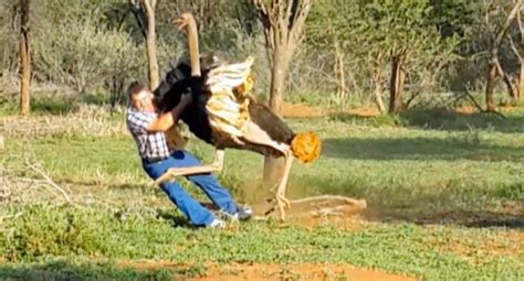 Angry Birds in real life! SA man attacked by ostrich