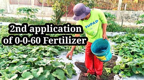 2nd application of 0-0-60 Fertilizer - YouTube