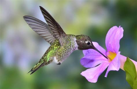 Feeding Hummingbirds: Captivating Photography