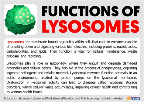 Function of Lysosomes