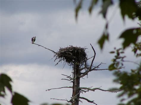 Birding Tours in NH - Outdoor ESCAPES New Hampshire, LLC