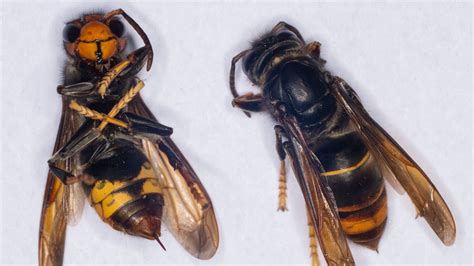 Invasive yellow-legged hornet, which ‘poses a threat to honeybees,’ detected in the wild for the ...