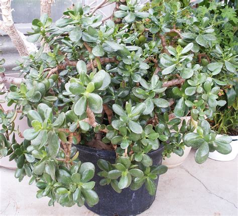 Jade plant care