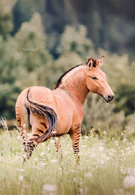 I Took Photos Of A Zorse – The Hybrid Between A Zebra And A Horse | Bored Panda | Zorse, Unusual ...