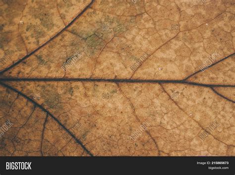 Brown Leaf Texture Image & Photo (Free Trial) | Bigstock