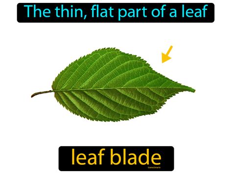 Leaf Blade Definition & Image | Flippy Flashcards