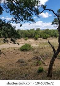 African Safari Landscape Stock Photo (Edit Now) 1046383672