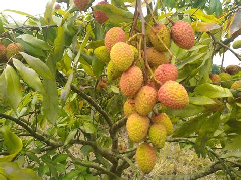 my favorite Fruit litchi : r/fruit