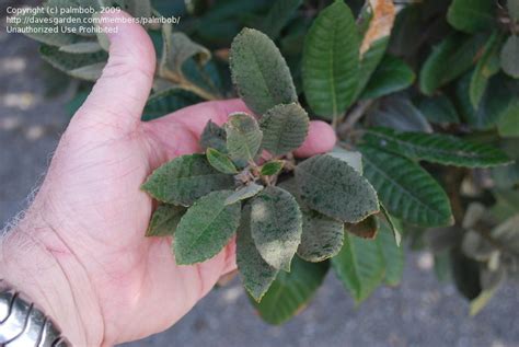 PlantFiles Pictures: Cutleaf Tanbark Oak, Tanoak, California Chestnut Oak, Live Oak, Peach Oak ...