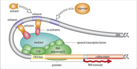 Transcription in Eukaryotes – Biochemistry Basics by Dr. Amit Maheshwari