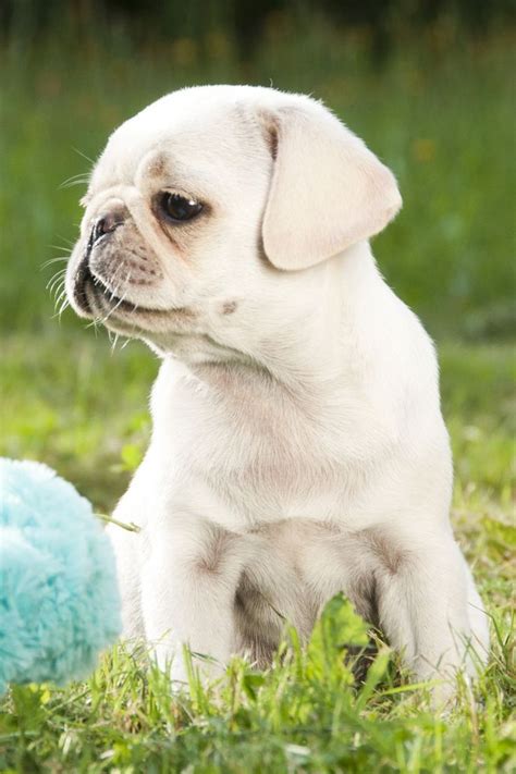 231 best White Pug Puppies images on Pinterest | White pug, Baby pugs ...