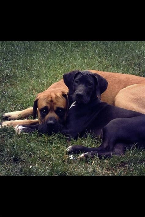 Great Dane Puppy & English Mastiff Dane Puppies, Dogs, Great Dane Puppy, English Mastiff, Greats ...