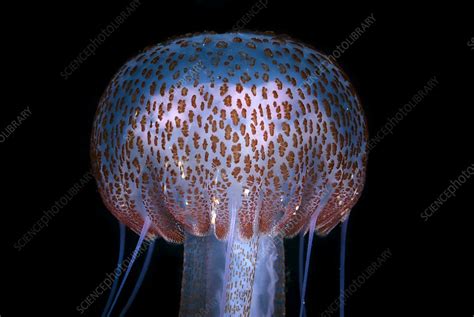 Mauve stinger jellyfish - Stock Image - C013/6210 - Science Photo Library