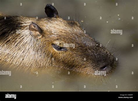 Capybara meat hi-res stock photography and images - Alamy