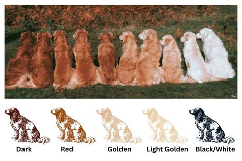 6 Golden Retriever Colors: What You Need to Know - DogHIB