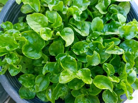 Potted Watercress Plants - Tips For Growing Watercress In Containers