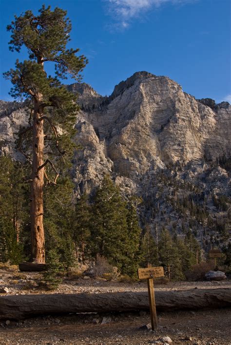 Mount Charleston Wilderness Plan Your Trip - Friends of Nevada Wilderness