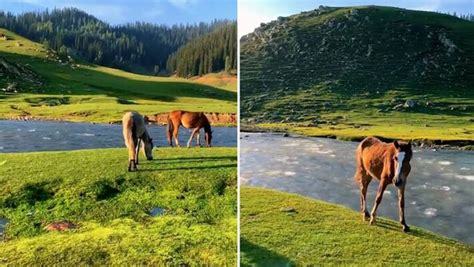 Watch: Incredible view of Kashmir's Bangus Valley leaves the internet spellbound