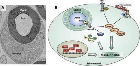 Signals involved in myelination in the Schwann cell | Download Scientific Diagram