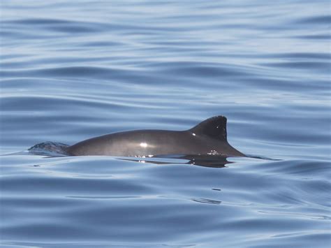 [Harbour porpoise] – 26 Wild