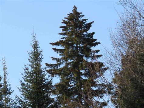 Red Spruce in Ottawa’s Greenbelt – OFNC