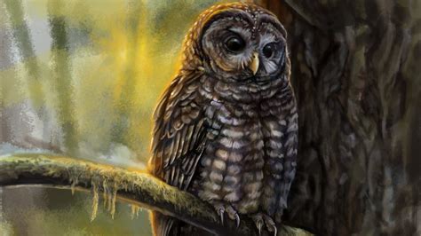 Gallery: Spotted Owl, Ambassador for Forest Conservation | Living Bird ...