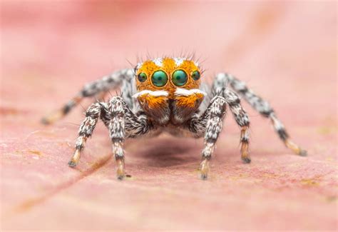 New Species of Dancing Peacock Spider Discovered | Biology | Sci-News.com