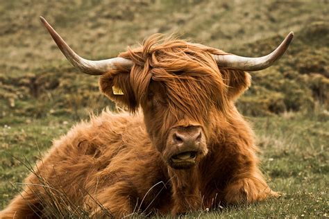 Highland Cattle | Interesting Facts & Photographs | All Wildlife Photographs