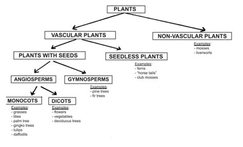 Classifying Plants & Animals: A Christian Middle School Biology Lesson | HubPages