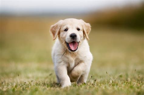 Happy golden retriever puppy - Harmony Animal Hospital