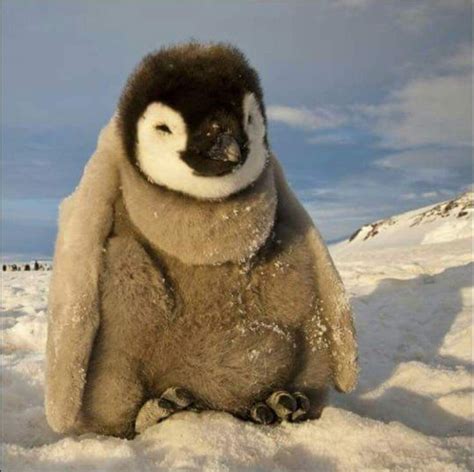 Sleepy baby penguin | Baby penguins, Penguins, Cute animals