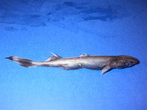 30 Dwarf Lantern Shark Facts: Ocean's Smallest Denizens - Facts.net