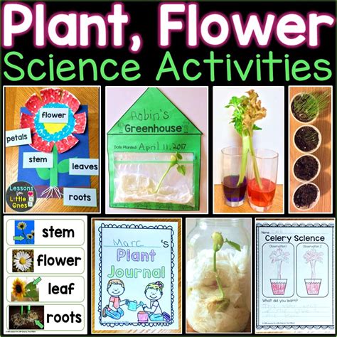 Plants Flowers Science Experiments Parts of Flower Word Wall Cards ...