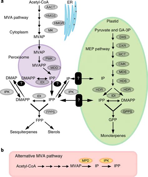 Terpenoid biosynthetic pathways in plants, and in some archaea and... | Download Scientific Diagram