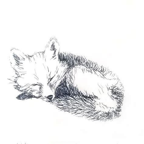 Sleeping Fox Sketch at PaintingValley.com | Explore collection of ...