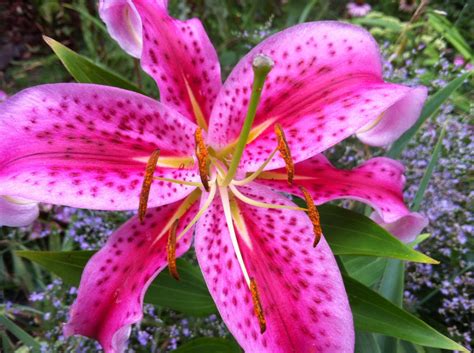 A Guide to Growing Spectacular Stargazer Lilies - Dengarden