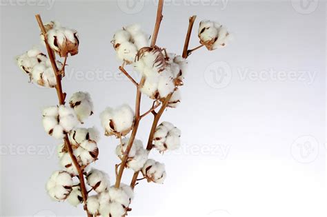 Cotton Plant Flower 1332370 Stock Photo at Vecteezy