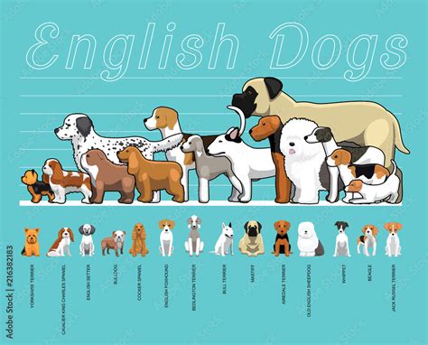 English Dogs Size Comparison Set Cartoon Vector Illustration Stock ...