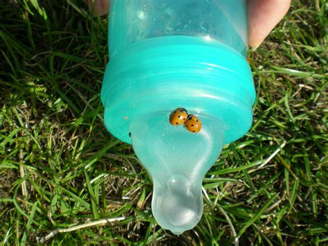 Ladybugs On Baby Bottle Free Stock Photo - Public Domain Pictures