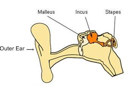 Labelled diagram of middle ear bones or auditory ossicles, malleus ...