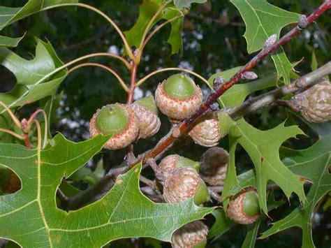 Trees Planet: Quercus coccinea - Scarlet Oak