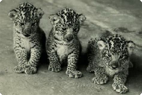 10+ Surprising Things You Didn’t Know About Leopon Animal