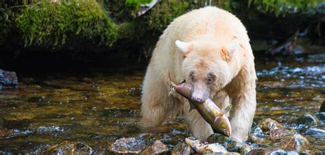 To a Salmon’s Eye, Spirit Bears Have Natural Camouflage | Hakai Magazine