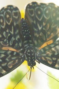 Butterflies at Franklin Park Conservatory