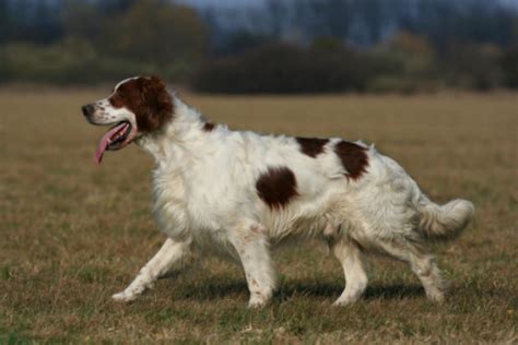 5 Reasons the Irish Red and White Setter May (or May Not) Be the Dog ...