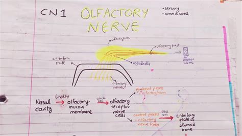 Olfactory Nerve Path + Lesions | Cranial Nerves MADE EASY - YouTube