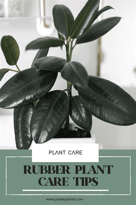 How to Care for Rubber Tree Plants - Paisley Plants