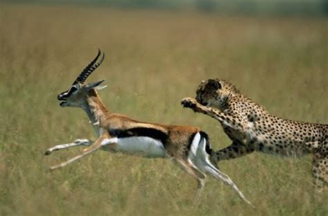 Cheetah versus Impala: Each has a Competitive Edge - Cheetah Conservation Fund Canada